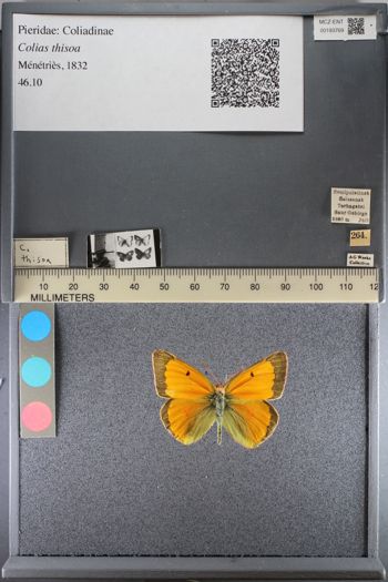 Media type: image;   Entomology 193769